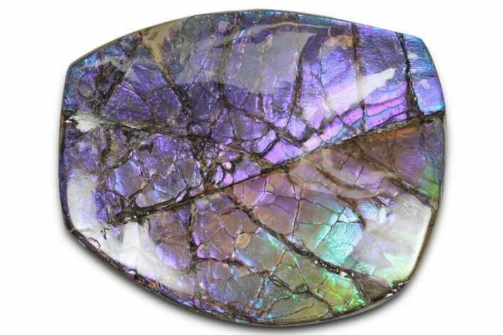 Iridescent Ammolite (Fossil Ammonite Shell) - Purples & Blues #350362